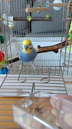 お迎えいただいた子たちのお写真が届きました！の記事動画