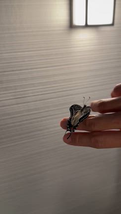 羽化の記事動画