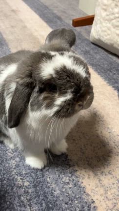 ぽんすけの変化の記事動画