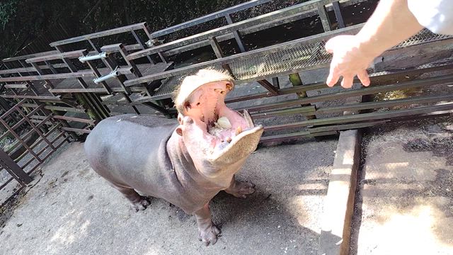 2025年7月７日長崎バイオパークへの記事動画