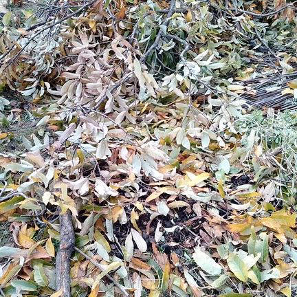 木の伐採の記事動画