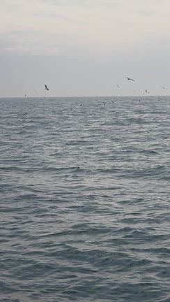 ハマチ炸裂⤴️　3月23日の記事動画