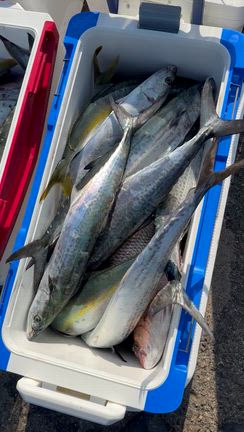 青物‼️の記事動画