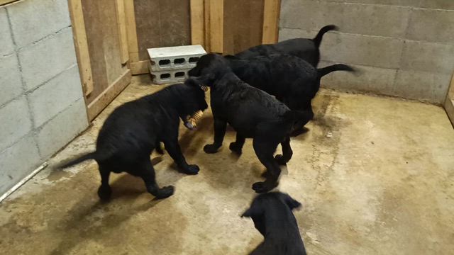 運動会ですの記事動画