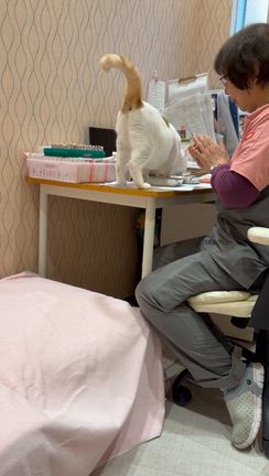 しちふく先生の記事動画