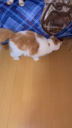 なっちゃんの事　そしてミルクの赤ちゃんたちの事の記事動画