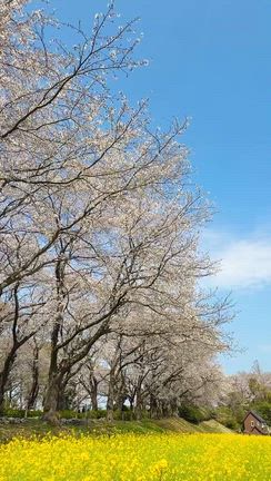 桜満開。 と 【カルディ】でリピ買いした『Cinamon Roll  Sakura』の記事動画