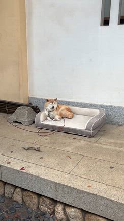 2025年冬あれこれまとめ②の記事動画