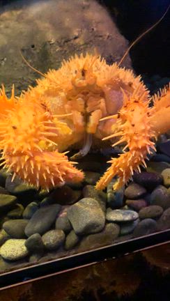 魚と動物　沼津と伊豆へ行きました❗️の記事動画