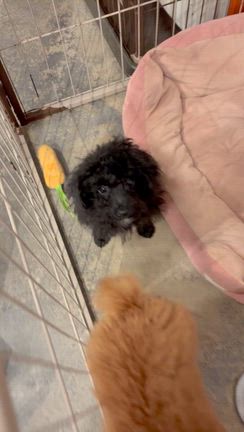 元気いっぱい！ウニちゃん✨の記事動画