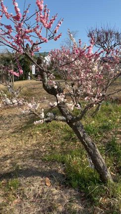 我が家のちょーっと行ったところを歩いてみた*の記事動画