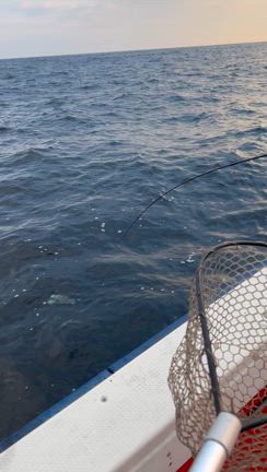 スピネギ〜の記事動画