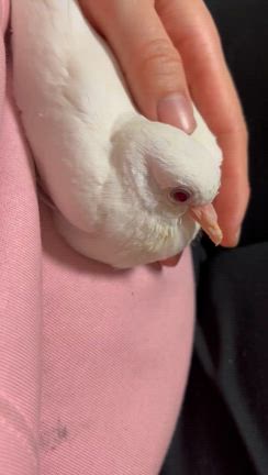 女性マジシャンパキラ「モコちゃん」がお家にきました！②の記事動画