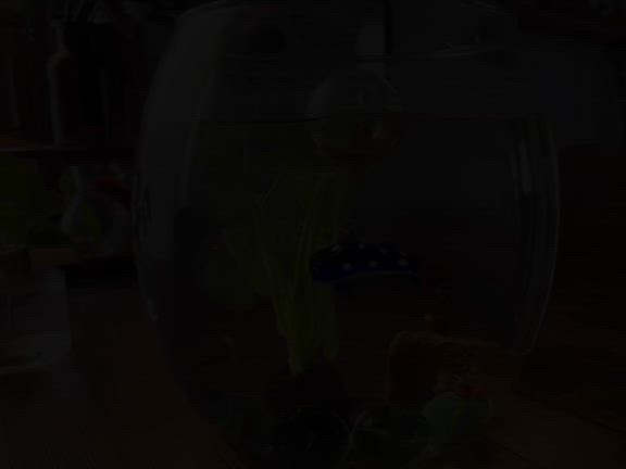 日本一暑くなる日37℃とメダカさんたち。の記事動画