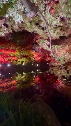 京都に行きましたの記事動画