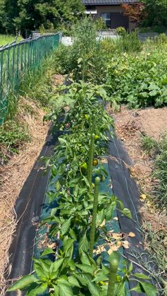 2025年8月の営業案内の記事動画