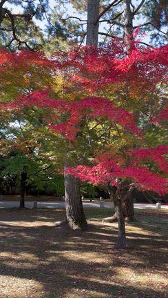 【頑張っても満たされない理由】“親の人生を生きてきた人”が気づきにくい心のクセとはの記事動画