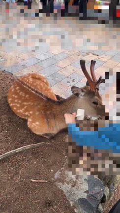 初めて怒られた(´；ω；`)【シアトル彼Pと奈良編②】の記事動画