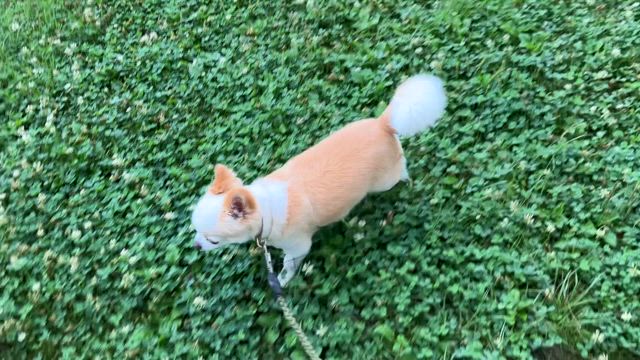 レプリコンワクチンについての記事動画