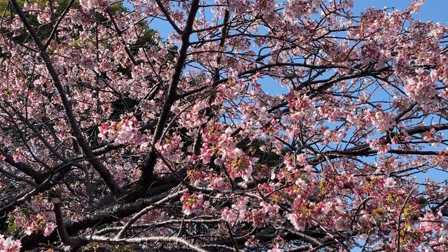 熱海へGO！の続きの記事動画