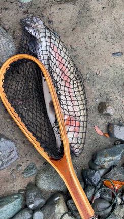 今日はマス釣りの記事動画