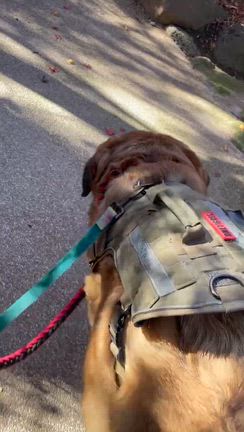 愛犬と鎌倉の邸内を散歩で幸せ‼️の記事動画