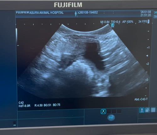 クリスちゃんの懐妊、の記事動画