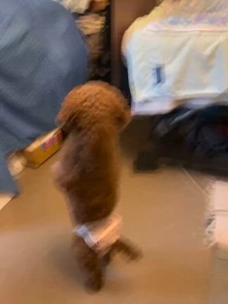 保護犬をお迎えして感じたこと④の記事動画