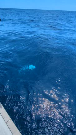 遠征ジギングの記事動画