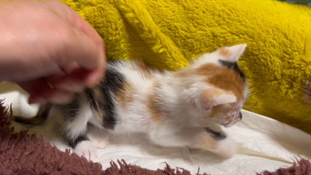 怒涛の1ヶ月！の記事動画