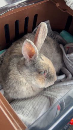 セクシーなとよたんᕱ⑅ᕱ”の記事動画