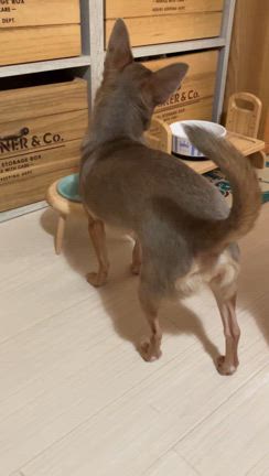 米がないっ！の記事動画