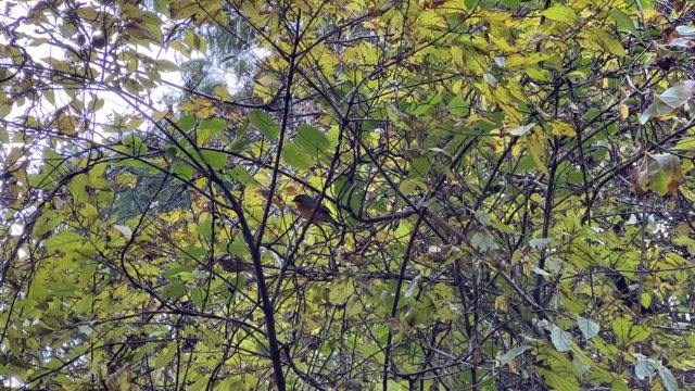 趣味は筑波山です（16回目）の記事動画