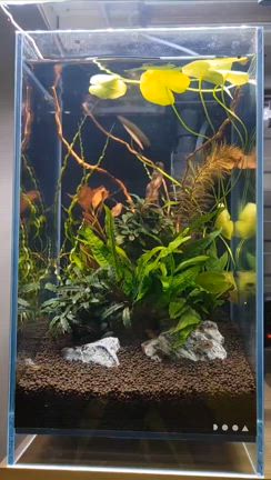 アベニーパッファーと水草&飼育方法の記事動画