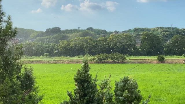 青い空と雨と風と…☆彡2025/07/24の記事動画