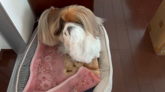 尿比重計の記事動画