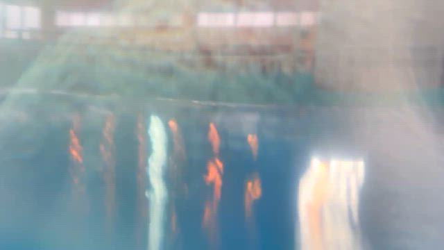 水の中のアシカたちの記事動画