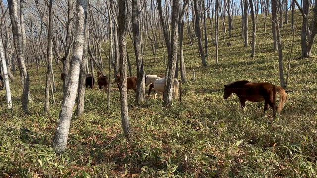 『馬探しツアー』　ぞろぞろの記事動画