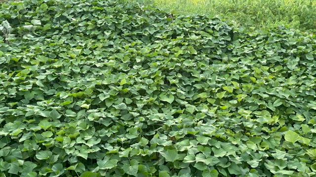 禁断の扉を開けてしまった､､､の記事動画