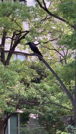青い鳥　オナガの記事動画