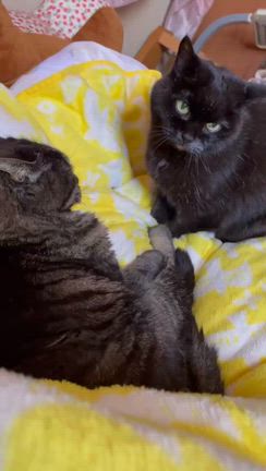 いろいろ( ´ࠔ`* )の記事動画