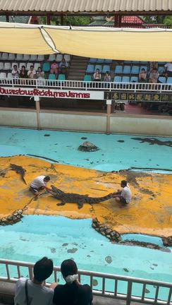 在住者が本気でおすすめタイに来たら絶対行くべき動物園③日本で観れないワニのショーがすごいの記事動画
