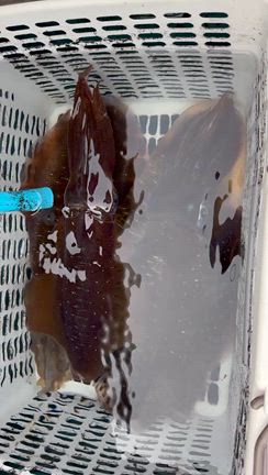 11/2 ティップラン便の記事動画