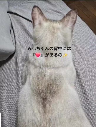 こんな所にハート❤の記事動画