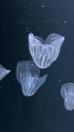 またモヤモヤ②の記事動画