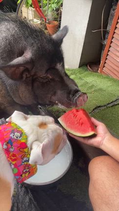 風太郎サンの記事動画