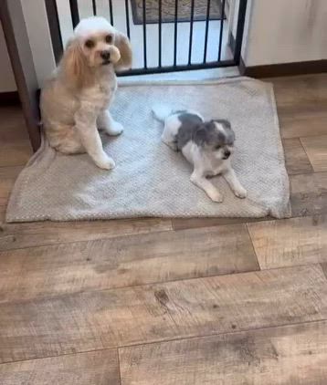 今月のふわふわもふもふ（記録）の記事動画