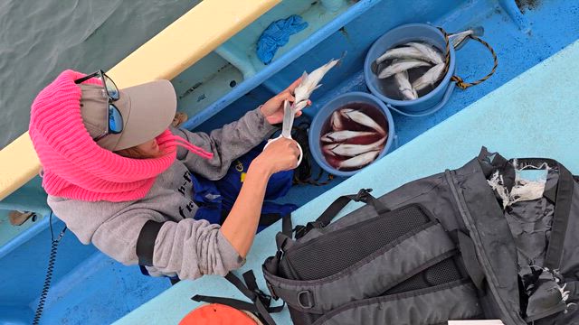 イシモチの記事動画