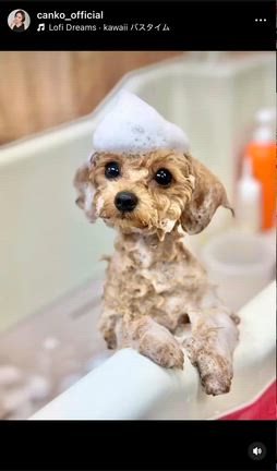 しつけ中の記事動画