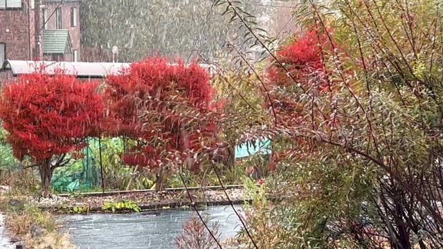 草津から雪山便り届く！の記事動画